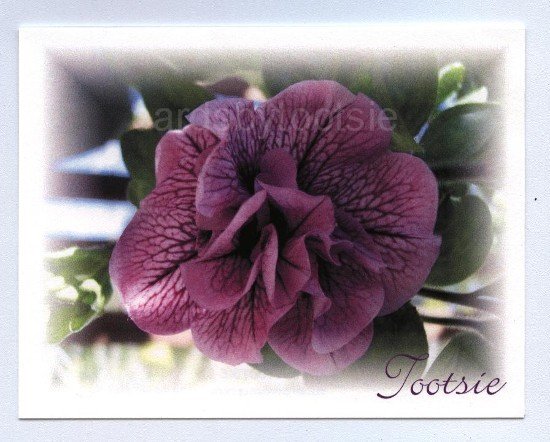 Petunia