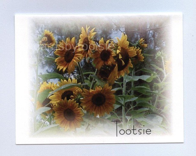 Mini Sunflowers