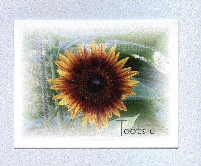 Red Sunflower