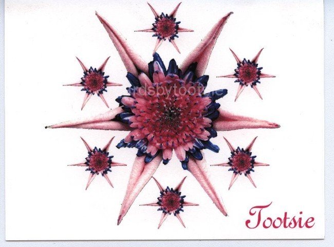 Star Flower