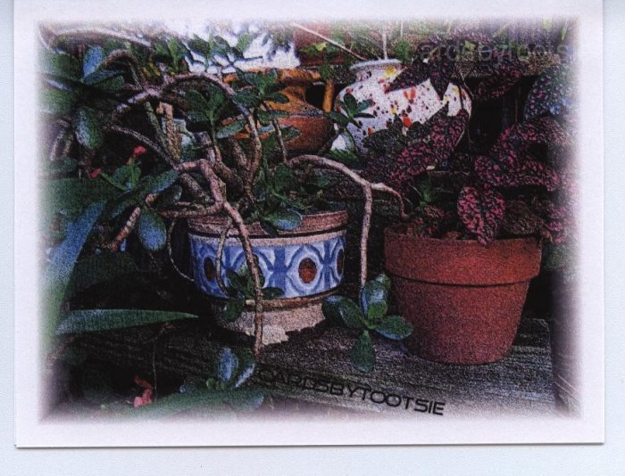 Pots of Flowers