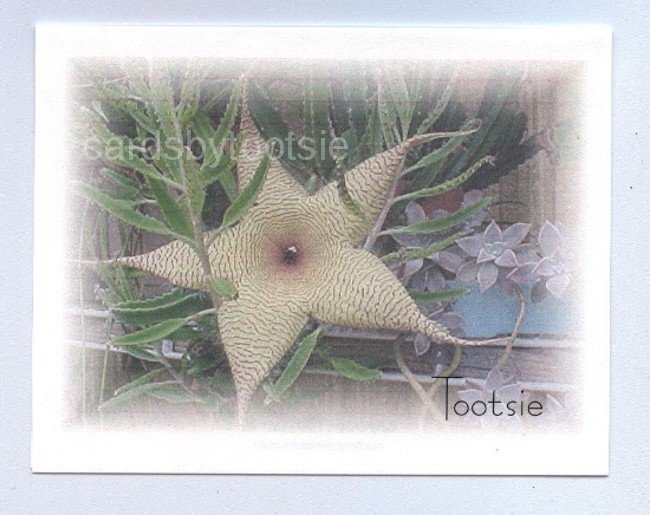 Cactus Pod Flower