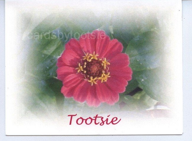 Zinnia