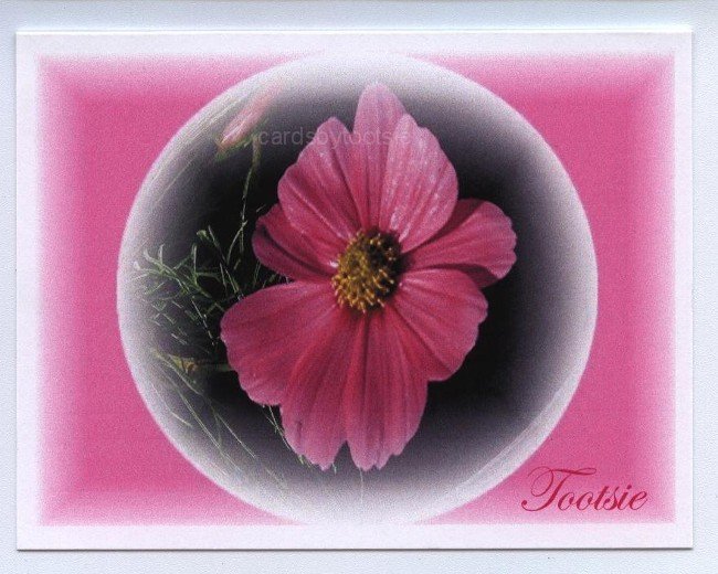 Pink Flower with Pink Background