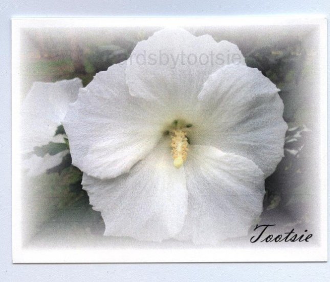 Giant Hibiscus