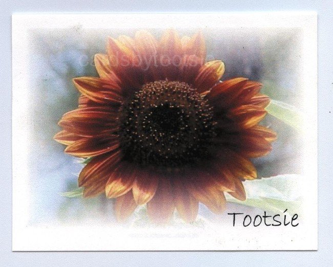 Purple Sunflower