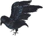 Crow - Open Winged