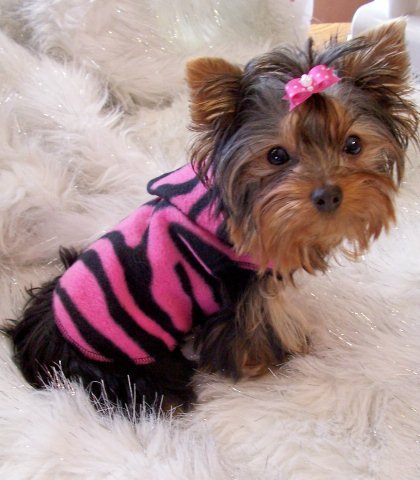 BLACK FLIPS Snuggly Dog Clothes XXS,XS or SM