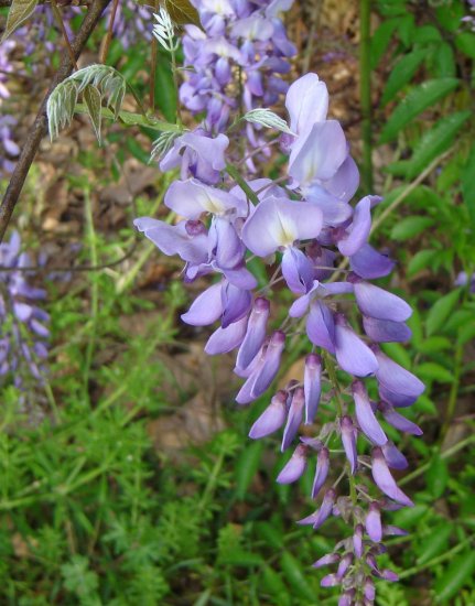 Wisteria