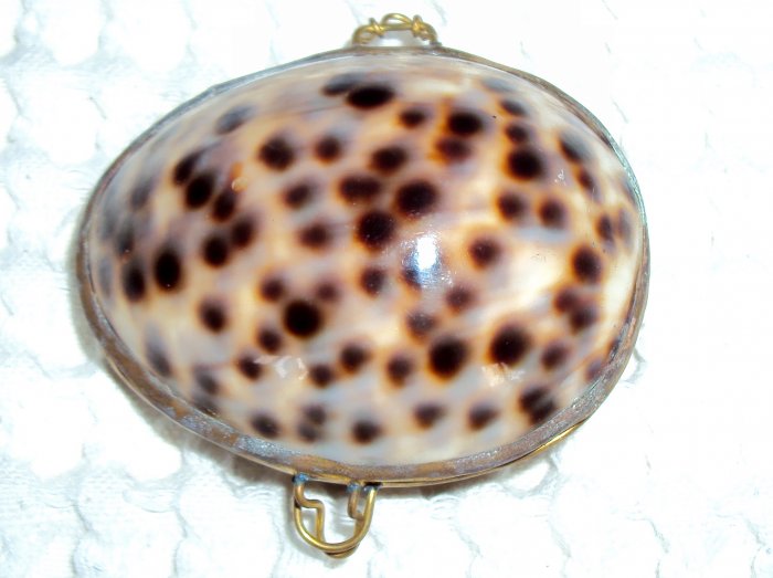 Cowrie shell box