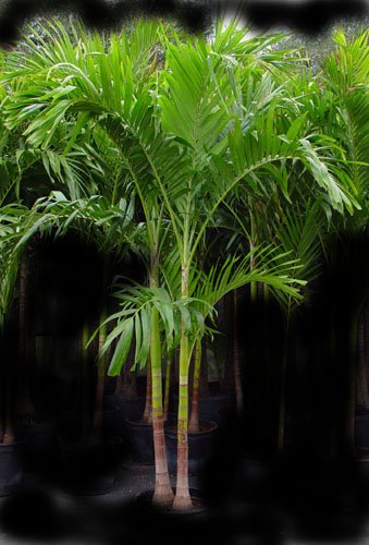 Andonidia Palm 5'