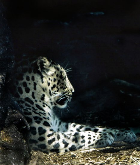 5x7 Resting Leopard- signed, matted, framed 5x7 print