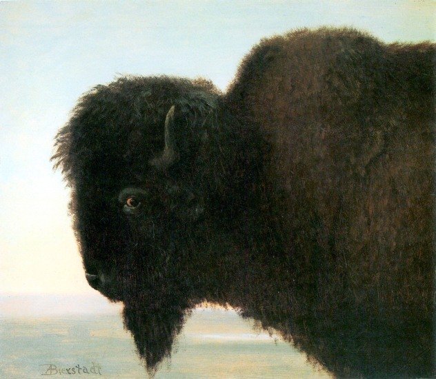Buffalo Head American West animal canvas art print by Albert Bierstadt