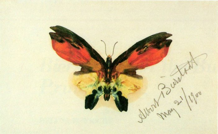 Butterfly II American West lepidoptera insect canvas art print by Albert Bierstadt