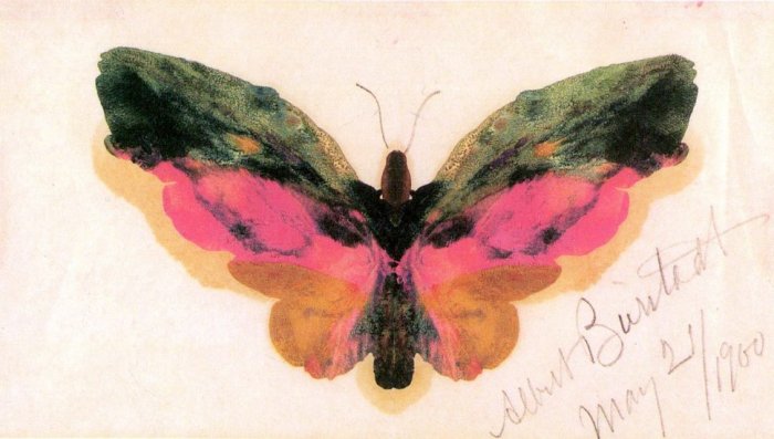 Butterfly American West lepidoptera insect canvas art print by Albert Bierstadt