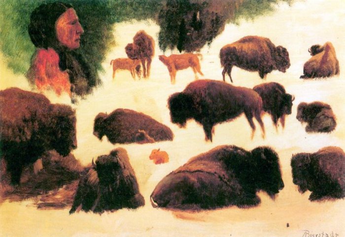 Study of Buffaloes wild animal canvas art print by Bierstadt