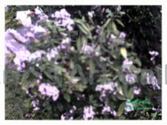 Fantasy of Purple