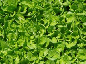 Smooth Leaf Spinach