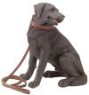 Black Labrador Retriever