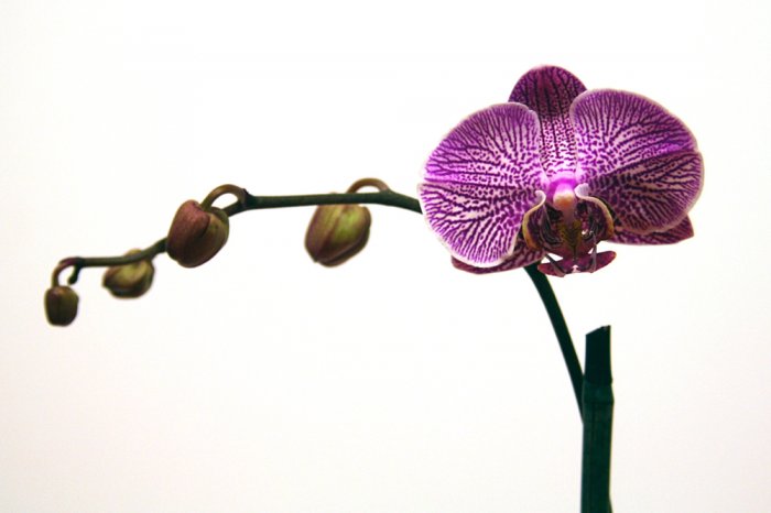 Orchid 11x14