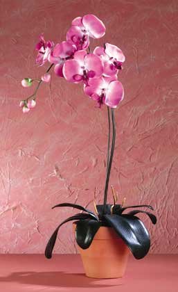32076 Fabric Fuschia Orchid in Pot
