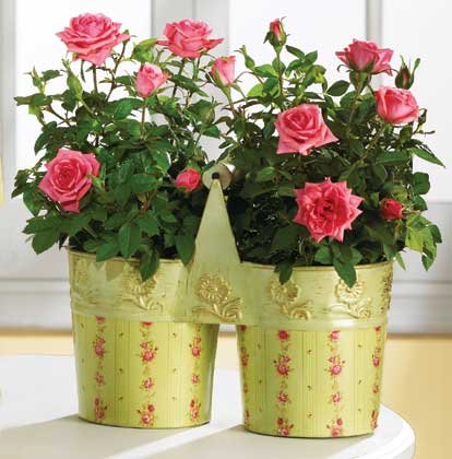35627 Metal Roses Pots with Handle