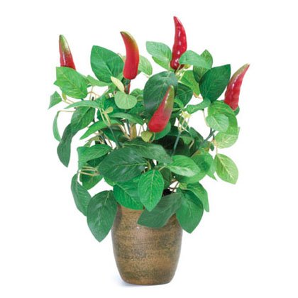36719 Chili Pepper Plant In Pot