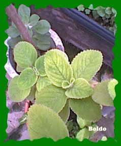Boldo tea Bags - 10 bags per package