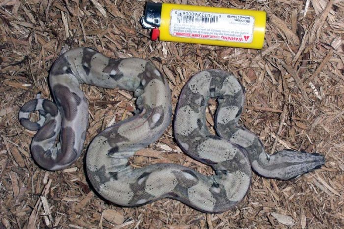 '09 Ghost Boa