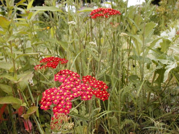 Red Yarrow Seeds-Low Maintenance Crimson Flower! **SOLD OUT**