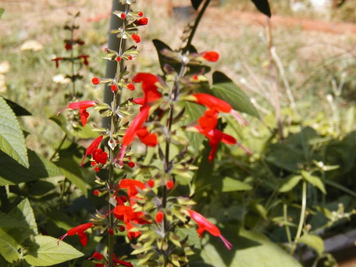 Scarlett Sage Seeds-Easy & Carefree!
