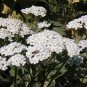 White Yarrow Seeds-Birds, Butterflies & Bees!