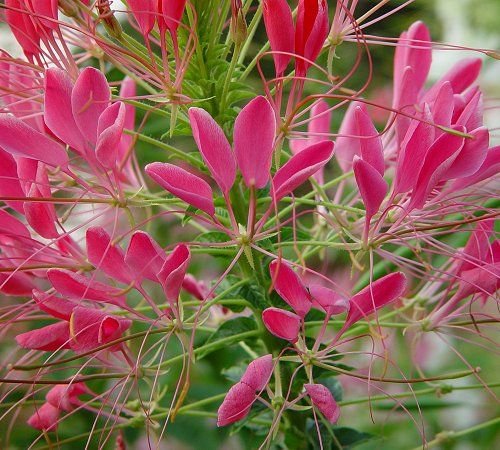 Cleome Rose Queen-Spider Flower Seeds **Butterflies, Bees & Hummingbirds**