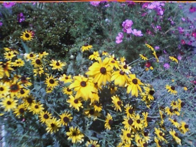 Black Eyed Susan Seeds-Butterflies & Bees!