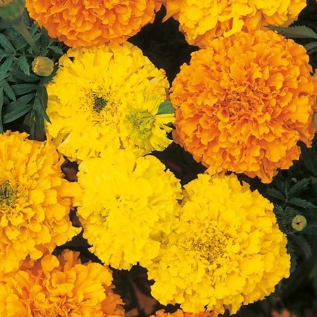 African "Cracker Jack" Mix Marigold Seeds-No Fail! **Plant with Veggies**
