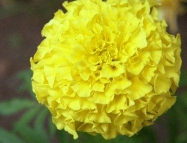 Calendula-Pot Marigold Seeds **EDIBLE**EZ to Grow *LOVE Sun*