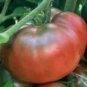 Heirloom Organic Giant Belgium Tomato Seeds