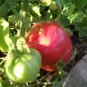Heirloom Organic Rutgers Tomato Seeds-Great for Sauces!