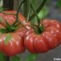 Heirloom Organic German Johnson Tomato Seeds