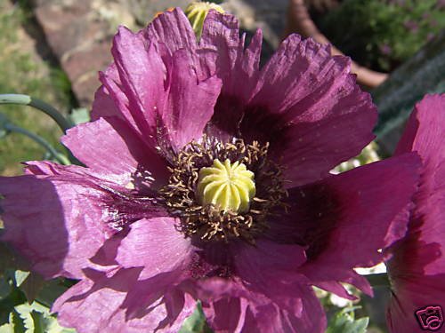 **Lavender** Poppy**Seeds-Rare Color**Beautiful** & EZ to Grow!