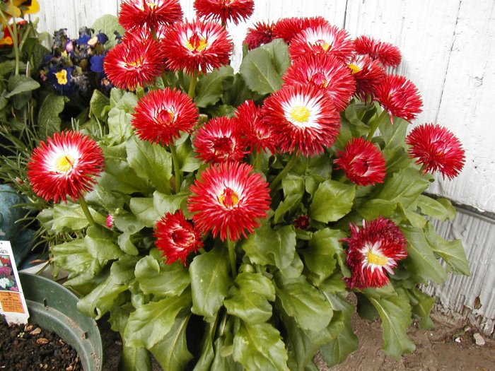 Dwarf English Daisy Seeds **CUTE & Compact***SOLD OUT