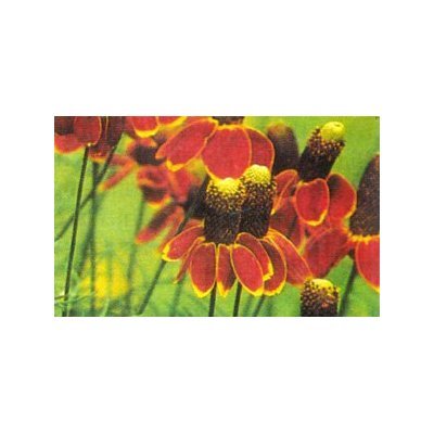 Prarie Coneflower Seeds-Loves Heat!