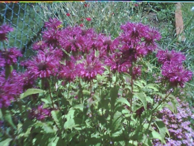 Purple Bee Balm Seeds-Long Vase Life & Scented!