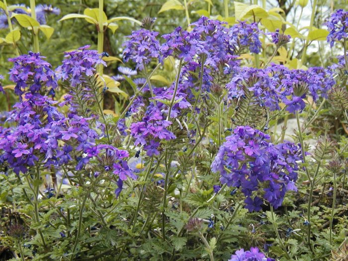 Purple & Pink Moss Verbena Seeds-Attracts Butterflies
