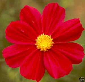Cosmos *RED* Dazzler Seeds-Cut Flower, Pest Control!