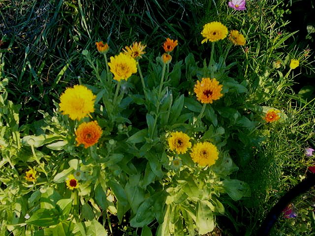 Calendula Seeds **Pot Marigold** EZ to Grow!