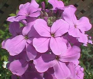 Dames Rocket Seeds **Fragrant** Bees, Butterflies & Birds