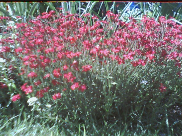 Maiden Pinks -Seeds**Containers & Pots**