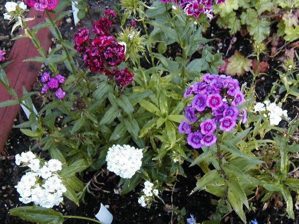 Sweet William Seeds-Tiny Cluster Flowers-Pots & Containers