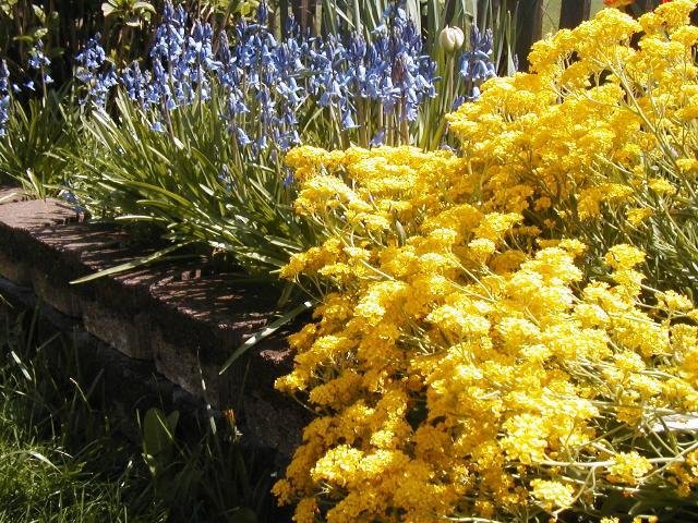 Basket of Gold-Alyssum Seeds